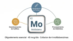 Ficha del molibdeno (Mo) como oligoelemento esencial: número atómico 42, con funciones en desintoxicación de sulfitos, metabolismo de purinas y procesamiento de aldehídos