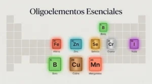 Los 8 oligoelementos esenciales del cuerpo humano: hierro, zinc, selenio, cromo, yodo, boro, cobre y manganeso, representados en la tabla periódica