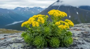 Planta de Rhodiola rosea con hojas suculentas y flores amarillas creciendo en superficie rocosa de montaña