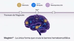 Infografía del treonato de magnesio cruzando la barrera hematoencefálica para elevar el magnesio cerebral, con beneficios en memoria, densidad sináptica y neuroprotección