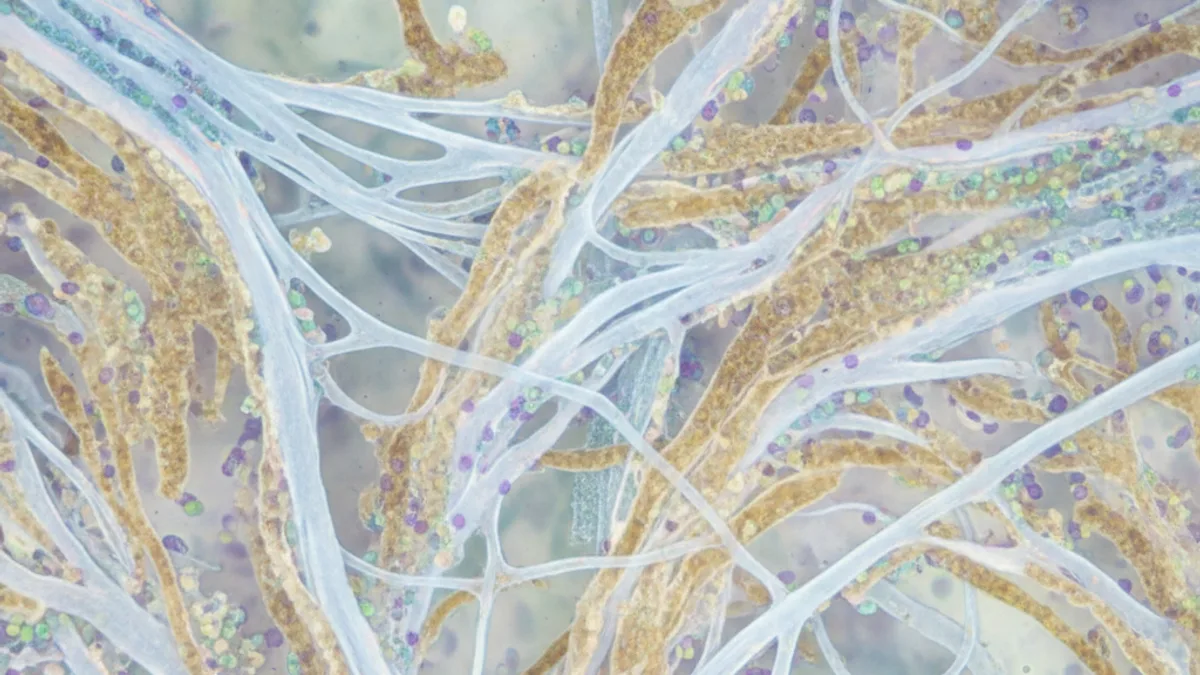 Microscopía de fibroblastos dérmicos produciendo fibras de colágeno con medición de elasticidad cutánea mediante Cutometer